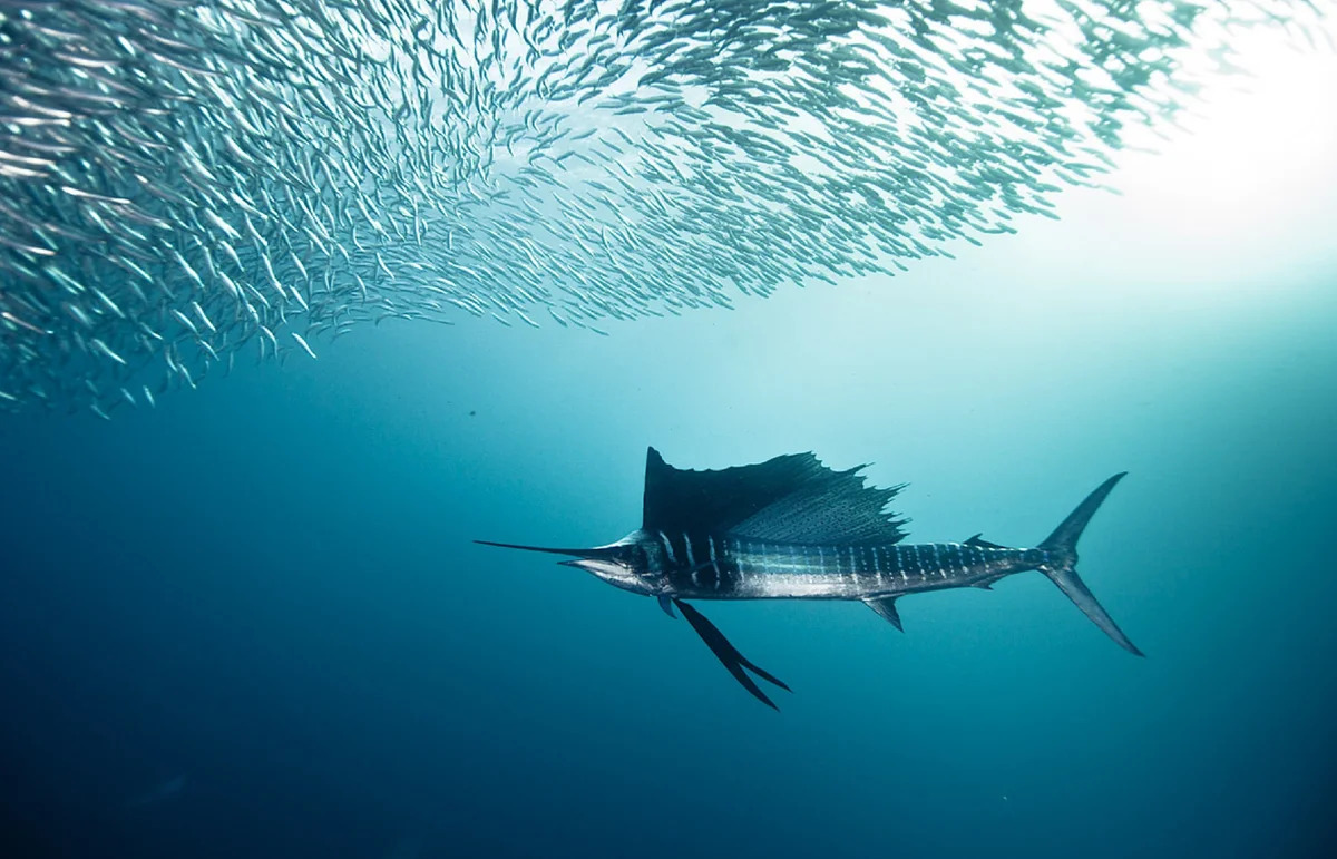 Sailfish Fishing with Therapy IV, Miami Beach's #1 Deep Sea Fishing Experience
