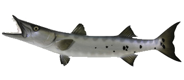 Barracuda Fishing with Therapy IV, Miami Beach's #1 Deep Sea Fishing Experience