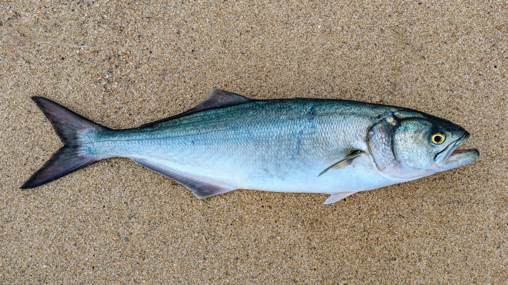 Bluefish bank, Fish the Dream