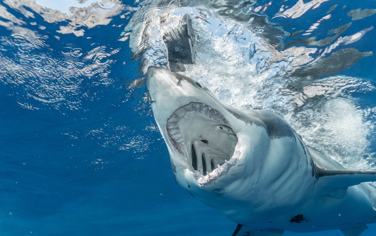 The Mako Shark: One of the Ocean's Most Ferocious Predators - Therapy-IV, image size:1280x802