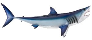 mako shark