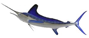 white marlin