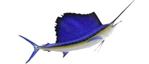 sailfish