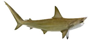 hammerhead shark