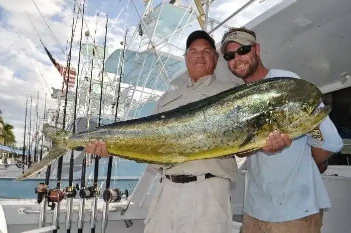 Dolphin Miami Fishing